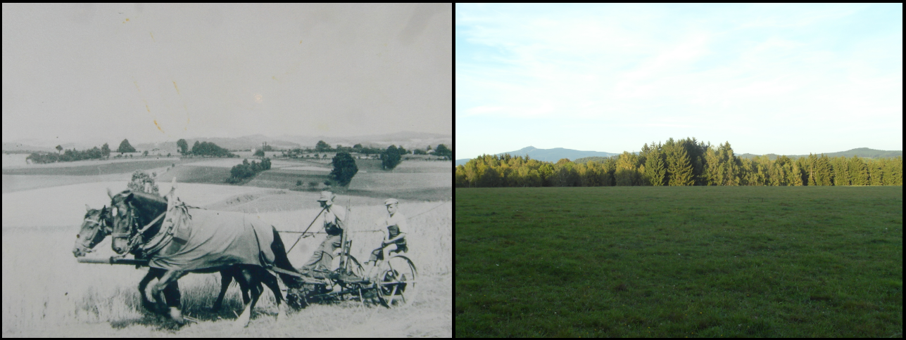 Na poli za obcí 1936 / 2015